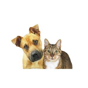 Closeup Dog And Cat Looking At Camera Photograph By Susan Schmitz