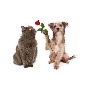 Cute Dog Giving Flower To a Cat Photograph by Good Focused | Pixels