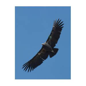 Endangered California Condor Photograph by Ram Vasudev | Fine Art America