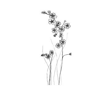 Forget Me Nots Drawing By Jessica Mileur