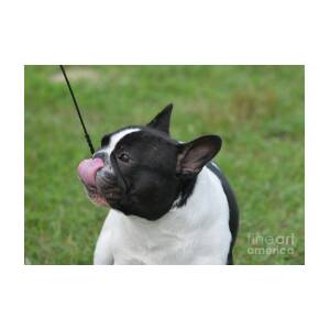 French Bulldog Licking His Nose Photograph By Dejavu Designs