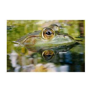 The Frog with Golden Eyes