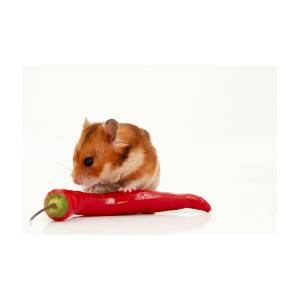 Skuldre på skuldrene Nøjagtig Teknologi Hamster Eating A Red Hot Pepper Photograph by Yedidya yos mizrachi - Pixels