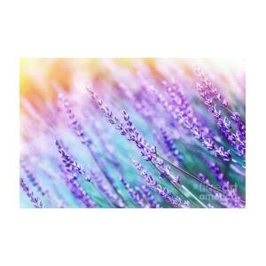 Lavender flower background Photograph by Anna Om - Pixels