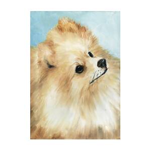 Pomeranian Painting by Charlotte Yealey - Fine Art America