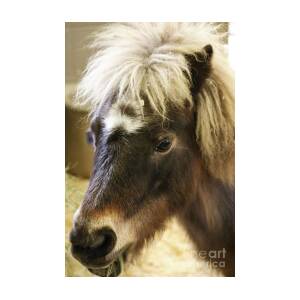 Pretty Pony Photograph by Suzanne Luft