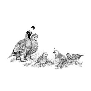quail family drawing