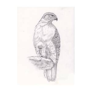 Redtailed Hawk png images | PNGEgg