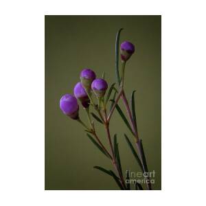 Small flower buds by Jim Wright