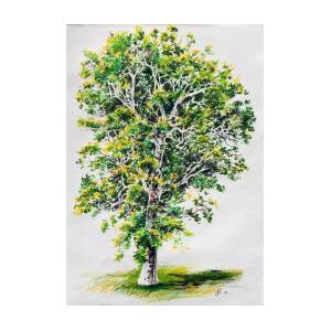 Study Of A Sycamore Tree Drawing By Glenn Boyles | Fine Art America