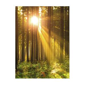 Sunrise In The Forest Sun Rays Shining Through Trees And Morning Mist