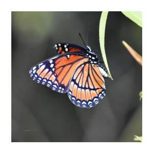 The Viceroy Butterfly Photograph By Rd Erickson