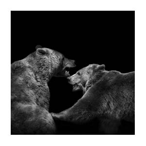 Twin Black Bears In The Grass Black And White Hand Towel by Adam