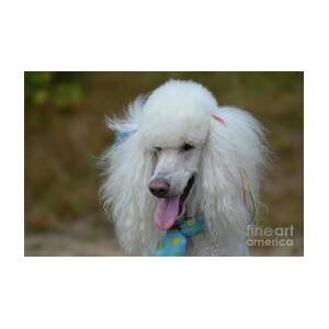 Fluffy White Standard Poodle Photo Art Print Poster 12x18 inch