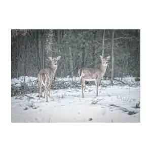 Whitetails 2018-1 Photograph by Thomas Young | Fine Art America