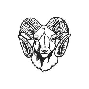 Head of a Ram Drawing by Images Pixels