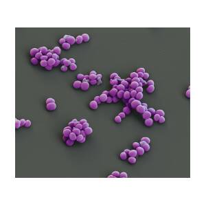 Staphylococcus pseudintermedius. Coloured scanning electron micrograph  (SEM) of Staphylococcus pseudintermedius bacteria. These Gram-positive  cocci (s Stock Photo - Alamy