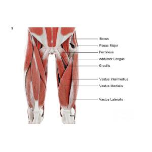 Muscles of the upper leg, illustration - Stock Image - F034/9786 - Science  Photo Library