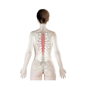 Spinalis Thoracis Muscle #6 Photograph by Sebastian Kaulitzki