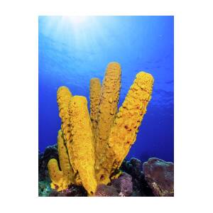 Yellow Tube Sponge - Aplysina fistularis - Common Sponges
