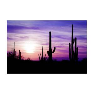 Arizona Desert Cactus Sagauro Winter Photograph by Adamkaz - Fine Art ...
