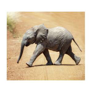 Baby African elephant by Jane Rix