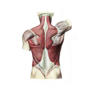 Back Muscles by Microscape/science Photo Library