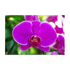 Beautiful Purple Orchid Flowers Photograph by Daimond Shutter - Fine ...