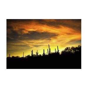 Cactus Silhouettes Photograph by Chance Kafka - Fine Art America