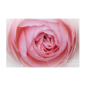 Candy Cotton Rose Photograph by Leslie Gatson-Mudd | Fine Art America