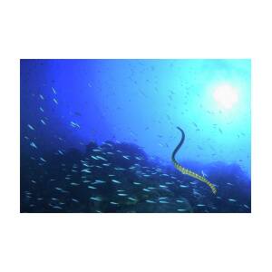 Eel Swimming In School Of Fish Digital Art by Stuart Westmorland - Pixels