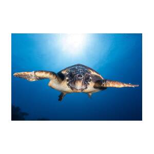 Face To Face With A Hawksbill Sea Turtle Photograph by Barathieu ...