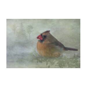 Female Cardinal with Seed Photograph by Patti Deters - Fine Art America