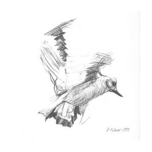 Flying Bird Line Drawing Art Print unframed - Etsy Sweden-saigonsouth.com.vn