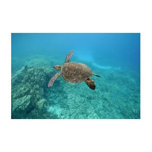 Green Sea Turtle, Big Island, Hawaii by Paul Souders