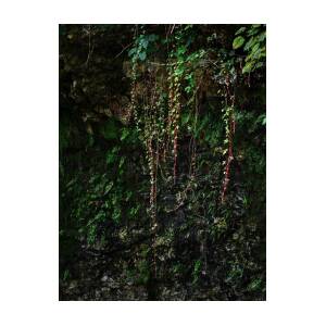 Hanging Vines, Dripping Springs Park Photograph by Buck Buchanan - Pixels