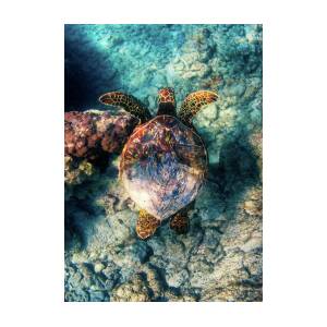 https://render.fineartamerica.com/images/rendered/square-product/small/images/artworkimages/mediumlarge/2/hawaiian-honu-christopher-johnson.jpg