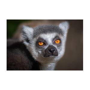 Madagascar Lemur by Jeffrey C. Sink