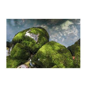 Moss On Rocks, Whistler, British by Ben Girardi