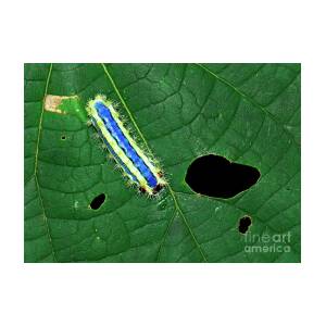 Stinging Slug Moth Caterpillar by K Jayaram/science Photo Library