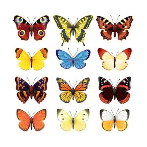 Vector Illustration - Butterfly Icon Set Digital Art by Jut - Fine Art ...