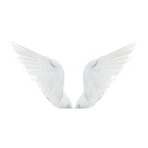 white-dove-spread-wings-proxyminder.jpg