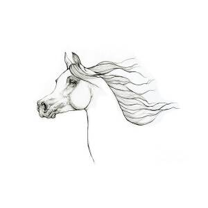 Arabian horse head 2020 10 01 Drawing by Ang El - Pixels