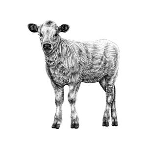 Cow Calf drawing free image download