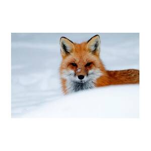Large Framed Print Picture Poster Animal Art Wild Red Fox Laying in the Snow 