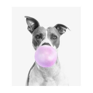 Bubbles' Birmingham Dog Photos 