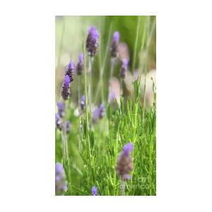 Lavender in the Breeze by Leslie Brashear
