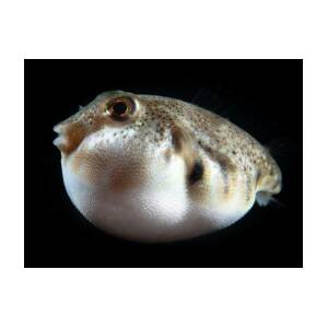 Puffed Northern Puffer by Brian Weber Puffed Northern Puffer by Brian Weber
