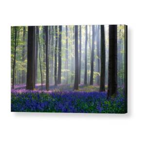 Bluebells #1 Acrylic Print by Adrian Popan