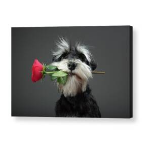 Tango Dancer Acrylic Print by Adnan Mahmutovic